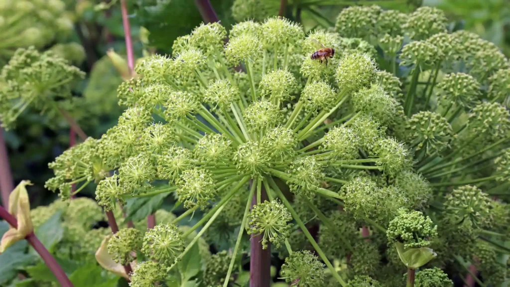 Nahaufnahme einer blühenden Engelwurz (Angelica archangelica) mit kugelförmigen, grünen Doldenblüten, die in zahlreiche kleine Blüten aufgeteilt sind. Eine Biene schwebt über der Blüte und sammelt Nektar. Im Hintergrund sind weitere grüne Pflanzenteile und Blüten zu sehen.