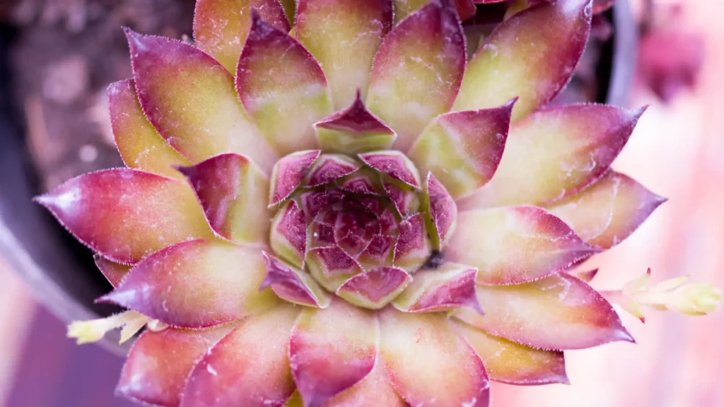 Nahaufnahme einer farbenprächtigen Sukkulente in Rosettenform mit rötlich-violetten und grünen Blättern – erinnert an das geometrische Muster der ‘Blume des Lebens’.